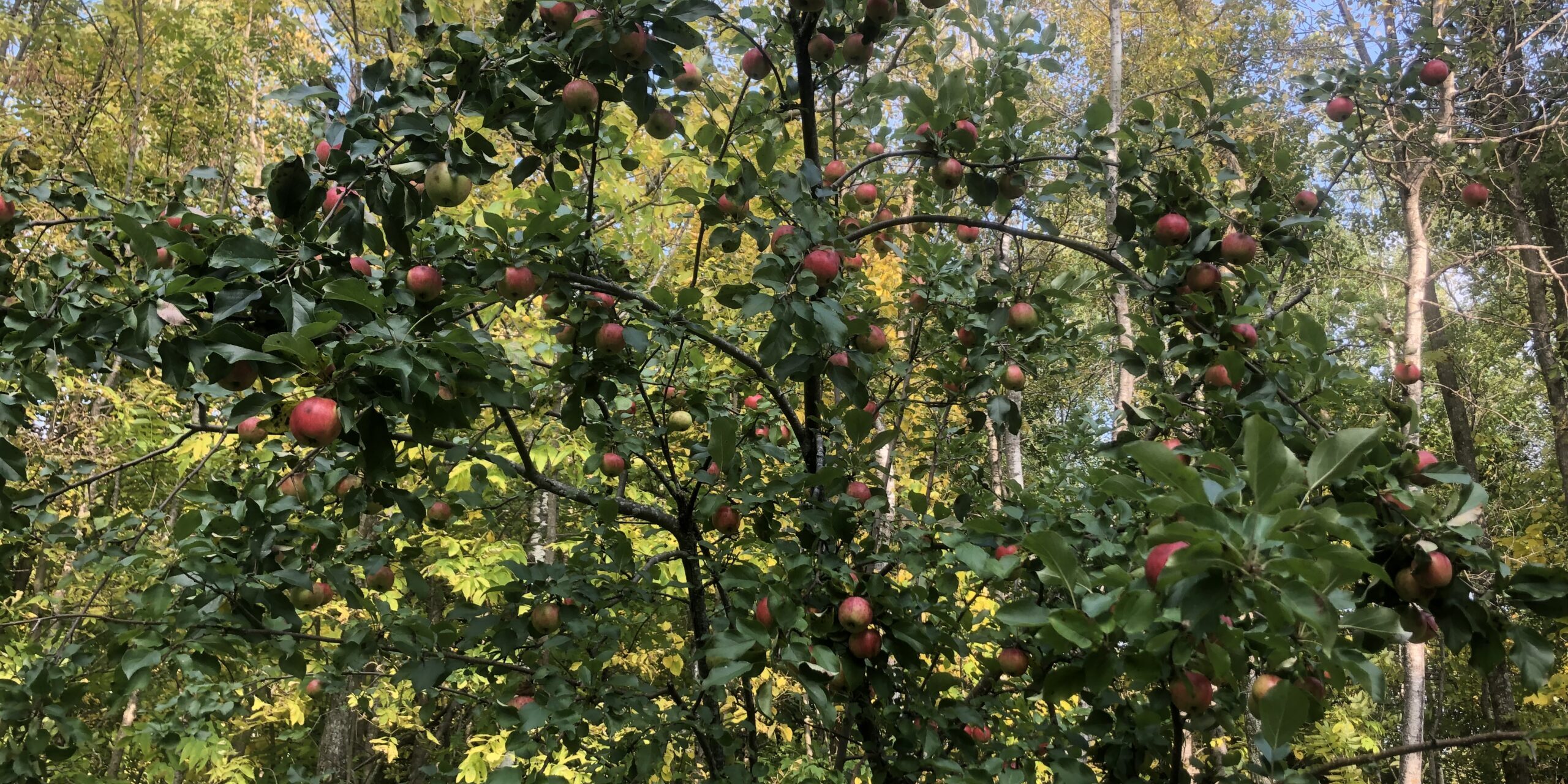 Fall 3