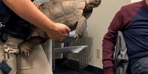 turtle